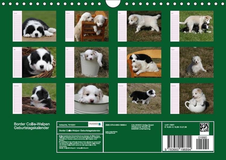 Produktbild: Border Collie-Welpen Geburtstagskalender (Wandkalender immerw&auml;hrend DIN A4 quer)