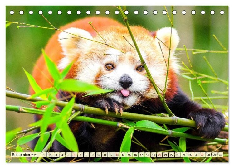 Produktbild: Roter Panda. Die superknuddeligen Katzenb&auml;ren (Tischkalender 2026 DIN A5 quer), CALVENDO Monatskalender