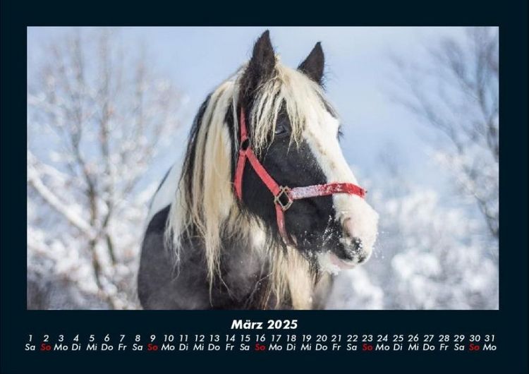 Produktbild: Die Welt der Pferde 2025 Fotokalender DIN A4