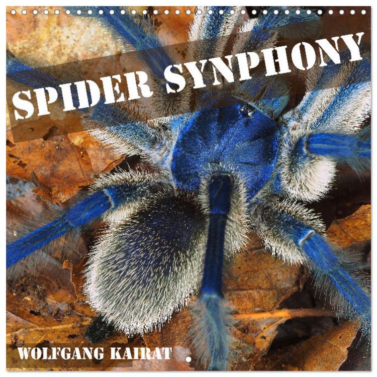 Produktbild: Spider synphony (Wall Calendar 2026 12 &times; 12 Inch) CALVENDO 12 Month Wall Calendar