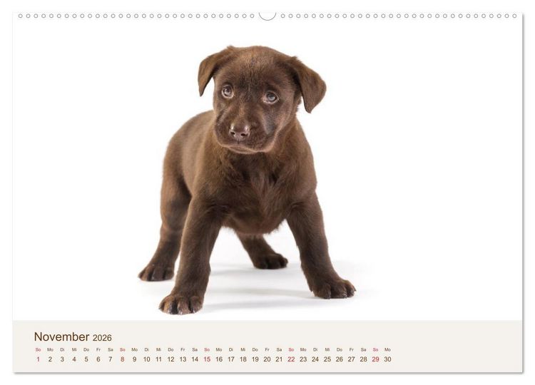 Produktbild: Labrador - Welpen (Wandkalender 2026 DIN A2 quer), CALVENDO Monatskalender