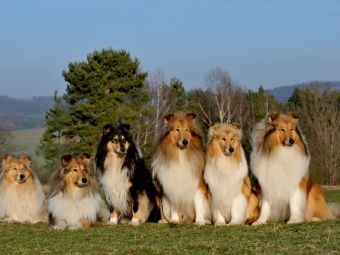 Produktbild: CALVENDO Puzzle Ein Motiv aus dem Kalender Faszination Collie 2017 | 1000 Teile Lege-Gr&ouml;&szlig;e 64x48cm Foto-Puzzle f&uuml;r gl&uuml;ckliche Stunden