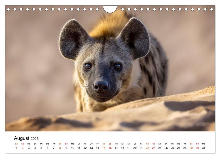 Produktbild: Hy&auml;nen - Afrikas geheimnisvolle J&auml;ger (Wandkalender 2026 DIN A4 quer), CALVENDO Monatskalender