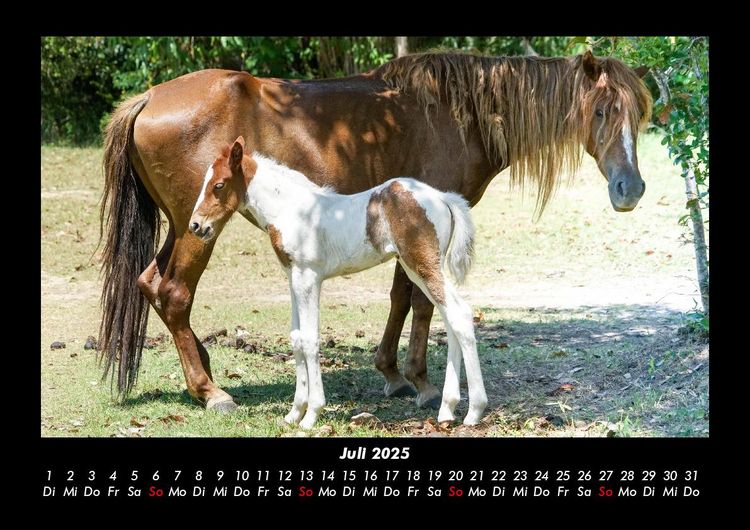 Produktbild: Pferdegefl&uuml;ster 2025 Fotokalender DIN A3