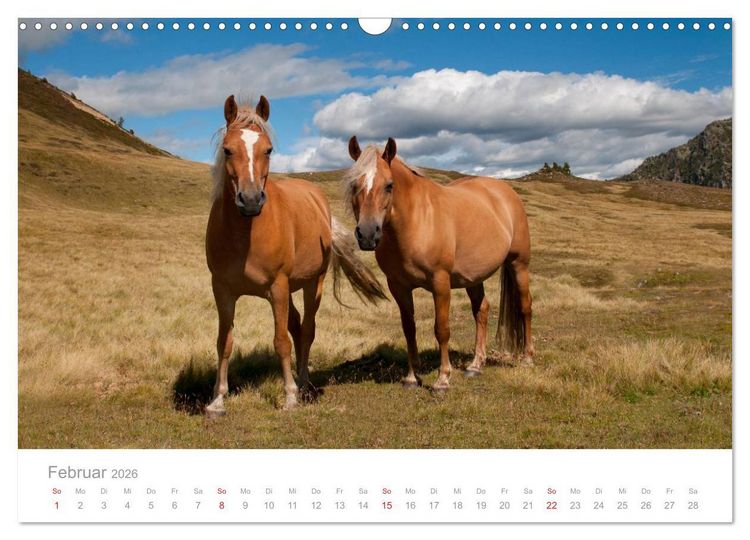Produktbild: Pferde - Hobby und Leidenschaft (Wandkalender 2026 DIN A3 quer), CALVENDO Monatskalender