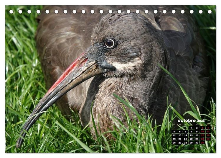 Produktbild: Oiseaux exotiques (Calendrier de bureau 2026 DIN A5 vertical), CALVENDO calendrier mensuel
