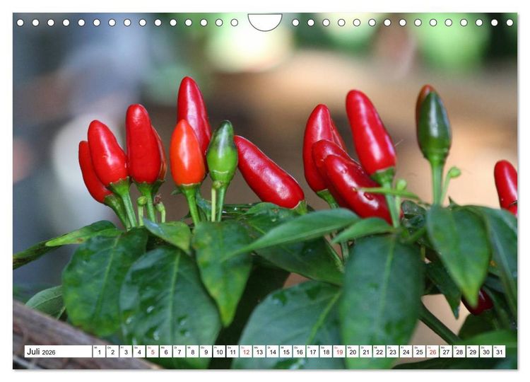 Produktbild: F&uuml;r Chili Liebhaber (Wandkalender 2026 DIN A4 quer), CALVENDO Monatskalender