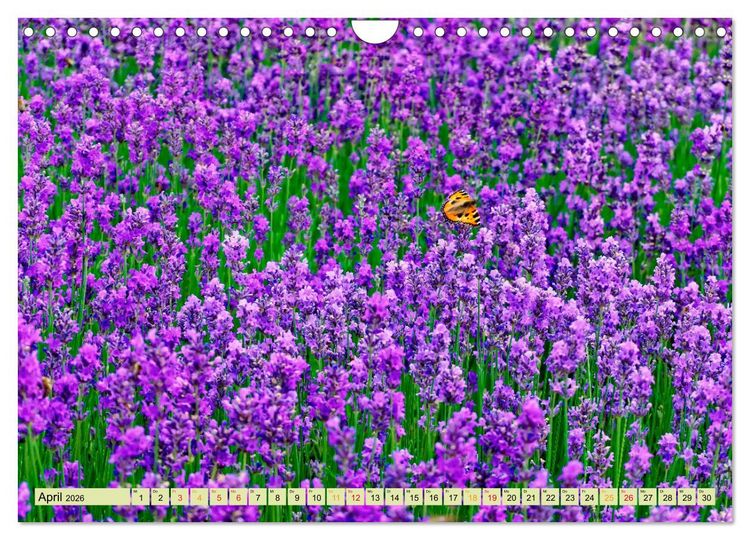 Produktbild: Traum-Ziele - Lavendel der Provence, Frankreich (Wandkalender 2026 DIN A4 quer), CALVENDO Monatskalender