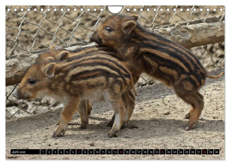 Produktbild: Der Schweinekalender (Wandkalender 2026 DIN A4 quer), CALVENDO Monatskalender