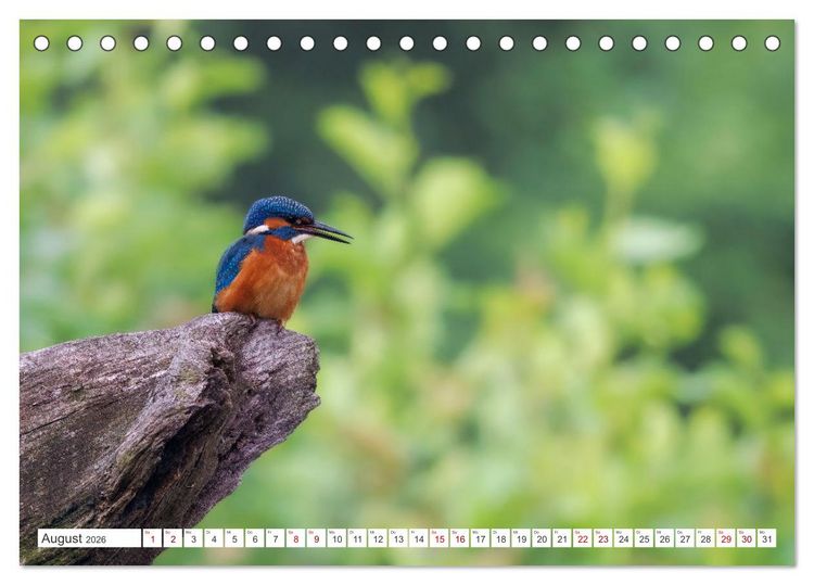 Produktbild: Der blaue Diamant - Fotos vom Eisvogel (Tischkalender 2026 DIN A5 quer), CALVENDO Monatskalender