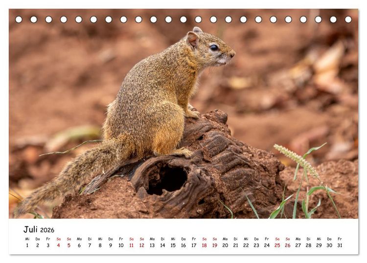 Produktbild: Afrikas kleine Stars (Tischkalender 2026 DIN A5 quer), CALVENDO Monatskalender
