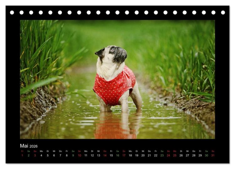 Produktbild: Der Feldfurchen-Mops (Tischkalender 2026 DIN A5 quer), CALVENDO Monatskalender