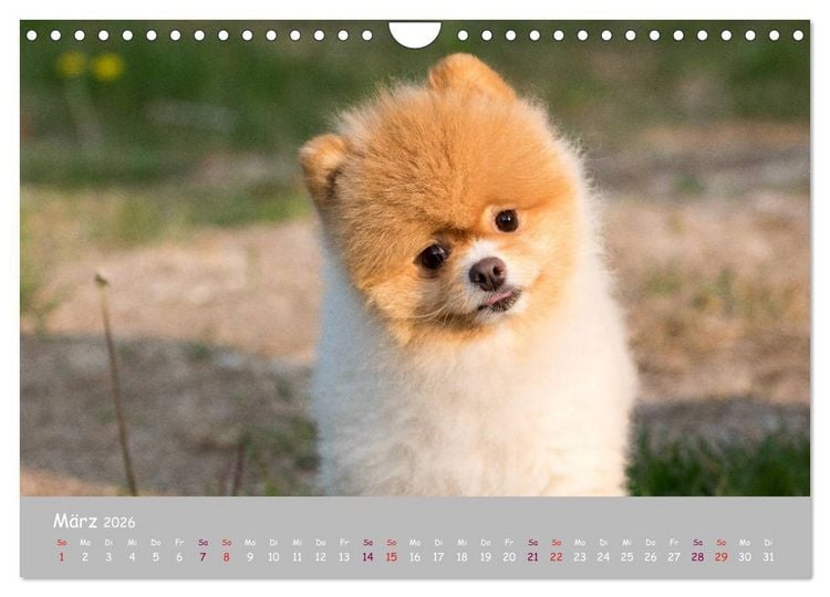 Produktbild: Dein Hund der treue Begleiter (Wandkalender 2026 DIN A4 quer), CALVENDO Monatskalender