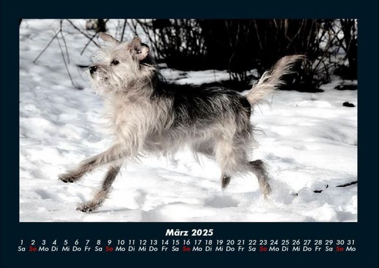 Produktbild: Der Hundekalender 2025 Fotokalender DIN A4
