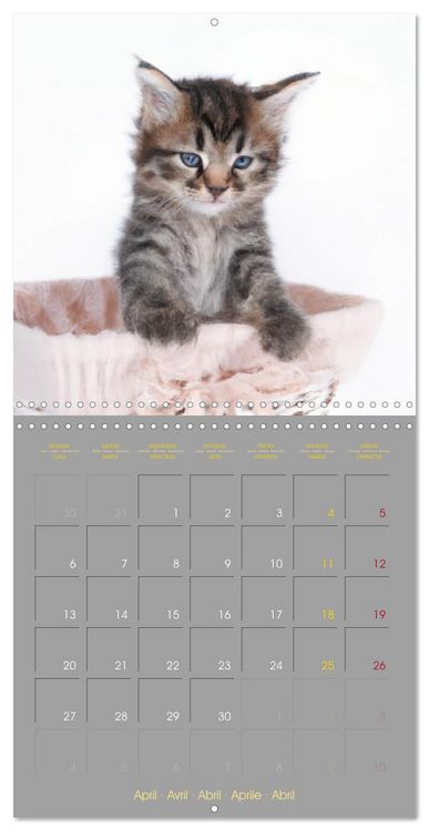 Produktbild: La vie de chatons (Calendrier mural carr&eacute; 2026 30x30 cm) Calendrier double avec une page pour vos prises de notes