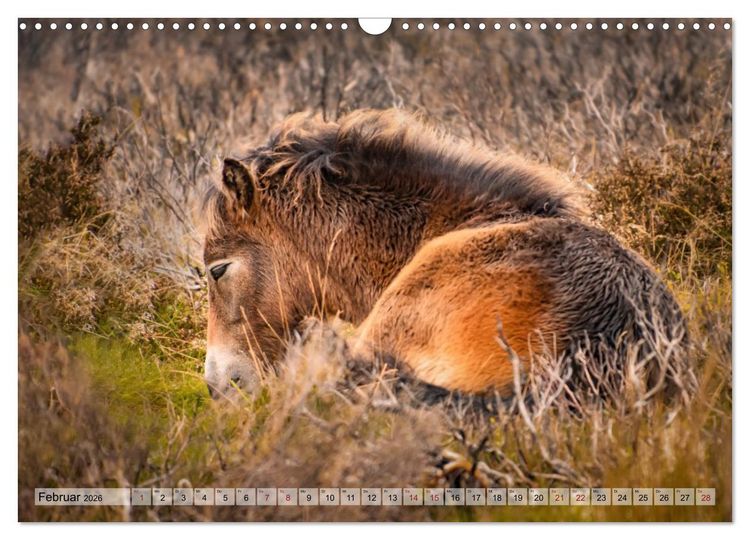 Produktbild: Wildperde - die Magie der Natur (Wandkalender 2026 DIN A3 quer), CALVENDO Monatskalender