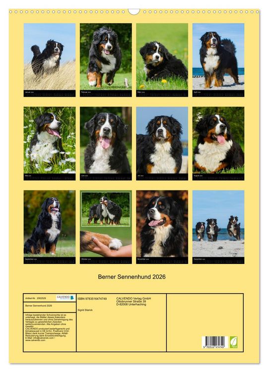 Produktbild: Berner Sennenhund 2026 (Wandkalender 2026 DIN A2 hoch), CALVENDO Monatskalender