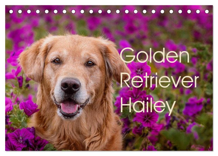 Produktbild: Golden Retriever Hailey Fotokalender (Tischkalender 2026 DIN A5 quer), CALVENDO Monatskalender