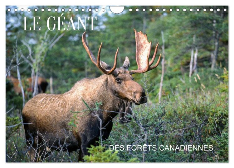 Produktbild: LE G&Eacute;ANT DES FOR&Ecirc;TS CANADIENNES (Calendrier mural 2026 DIN A4 vertical), CALVENDO calendrier mensuel