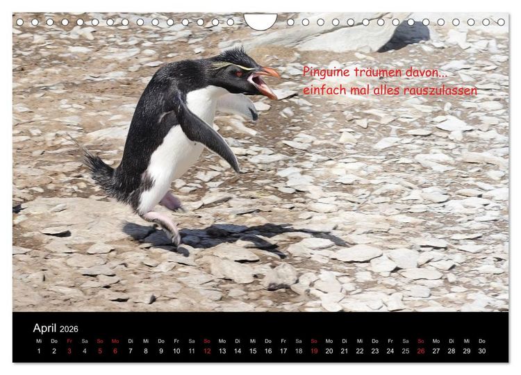 Produktbild: Wovon Pinguine tr&auml;umen (Wandkalender 2026 DIN A4 quer), CALVENDO Monatskalender