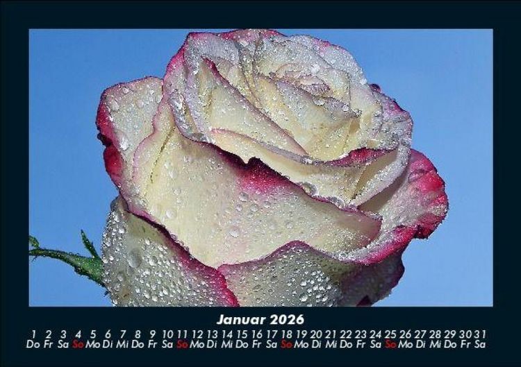 Produktbild: Rosentraum 2026 Fotokalender DIN A5