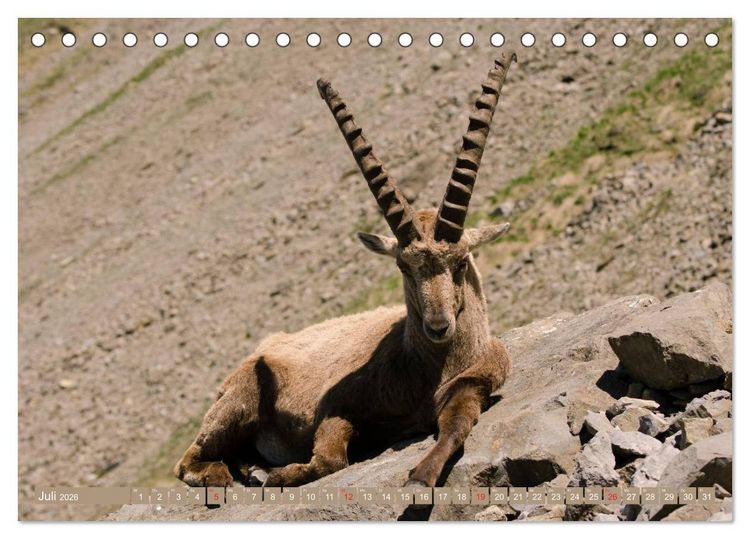Produktbild: Steinwild am Pilatus (Tischkalender 2026 DIN A5 quer), CALVENDO Monatskalender