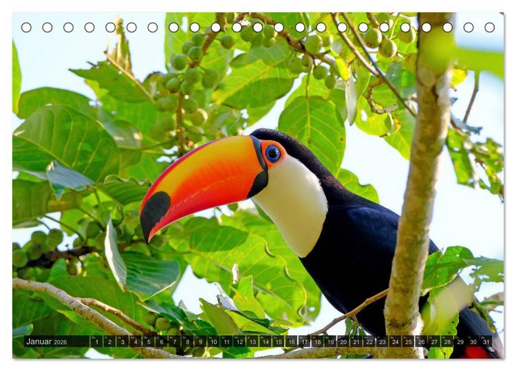 Produktbild: Tiere im Pantanal - viaje.ch (Tischkalender 2026 DIN A5 quer), CALVENDO Monatskalender