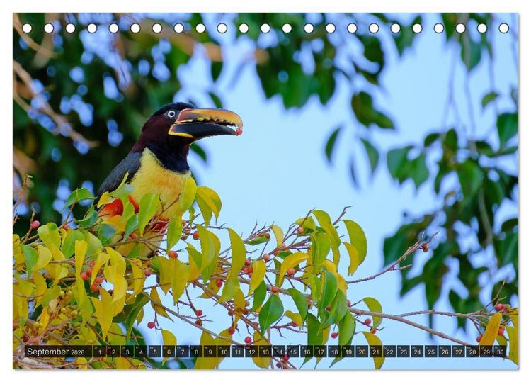 Produktbild: Tiere im Pantanal - viaje.ch (Tischkalender 2026 DIN A5 quer), CALVENDO Monatskalender