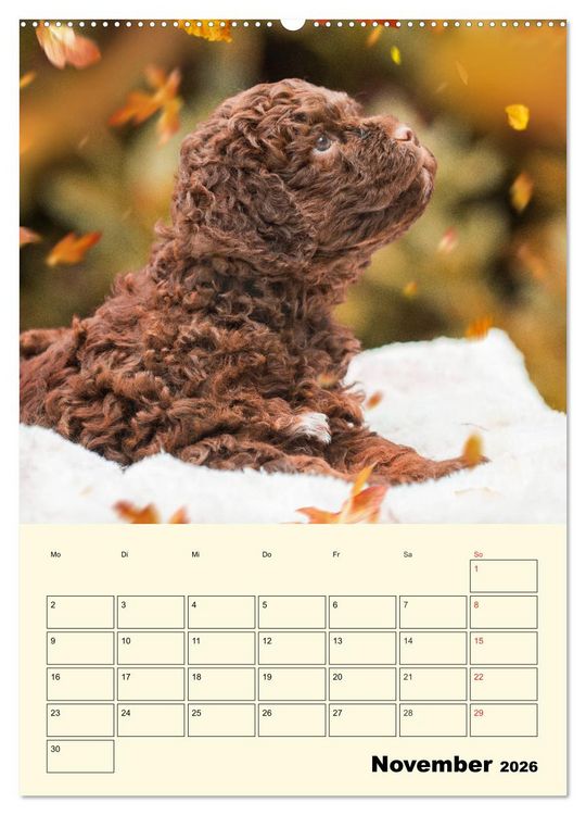 Produktbild: Jahresplaner Lagotto Romagnolo Welpen (Wandkalender 2026 DIN A2 hoch), CALVENDO Monatskalender