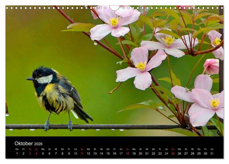 Produktbild: Singv&ouml;gel in Deutschland (Wandkalender 2026 DIN A3 quer), CALVENDO Monatskalender