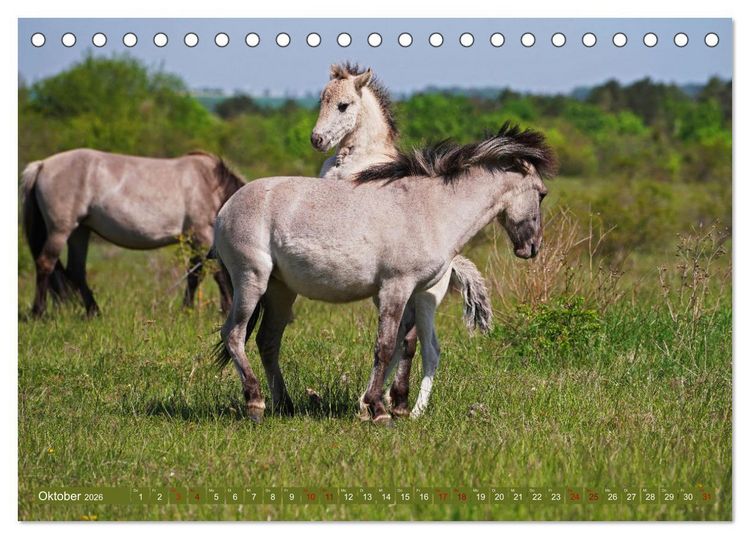 Produktbild: Mutterliebe - Konik Fohlen und Stute (Tischkalender 2026 DIN A5 quer), CALVENDO Monatskalender