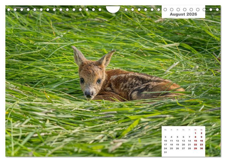 Produktbild: Zwei Tierfotografen Zw&ouml;lf Highlights (Wandkalender 2026 DIN A4 quer), CALVENDO Monatskalender