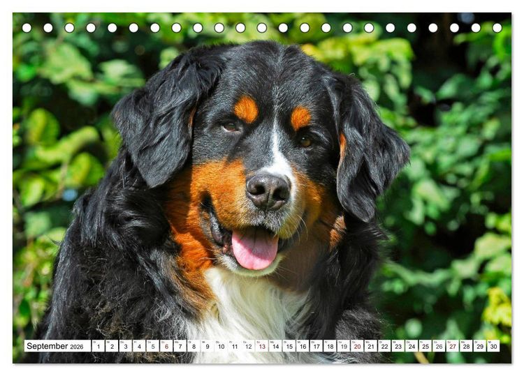 Produktbild: Faszinierende Sch&ouml;nheit Berner Sennenhund (Tischkalender 2026 DIN A5 quer), CALVENDO Monatskalender