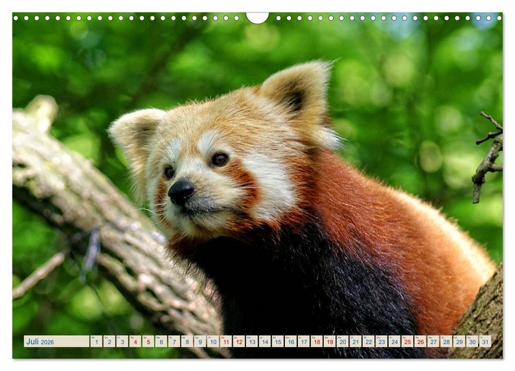 Produktbild: Kleiner Panda auf Entdeckungstour (Wandkalender 2026 DIN A3 quer), CALVENDO Monatskalender