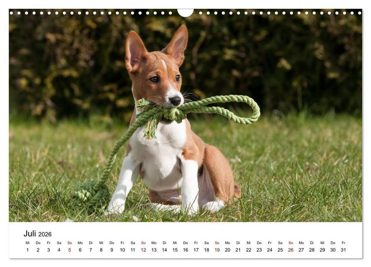 Produktbild: S&uuml;&szlig;e Basenji-Kinder (Wandkalender 2026 DIN A3 quer), CALVENDO Monatskalender