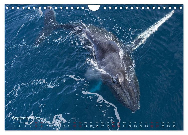 Produktbild: Antarktis, die eisige Heimat der Pinguine (Wandkalender 2026 DIN A4 quer), CALVENDO Monatskalender