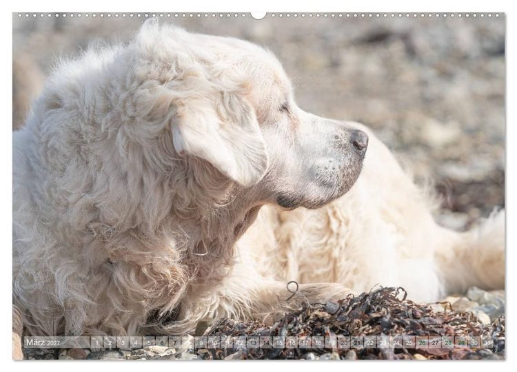 Produktbild: Mit Hunden an den Str&auml;nden von Nord- und Ostsee (hochwertiger Premium Wandkalender 2027 DIN A2 quer), Kunstdruck in Hochglanz