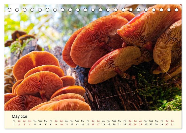 Produktbild: Whispers Beneath the Forest's Moss Mushrooms (Desk Calendar 2026 DIN A5 landscape), CALVENDO 12 Month DeskCalendar