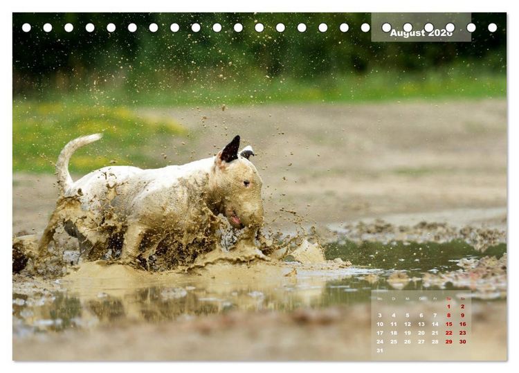 Produktbild: Bullterrier 2026 Frech und fr&ouml;hlich durch das Jahr (Tischkalender 2026 DIN A5 quer), CALVENDO Monatskalender