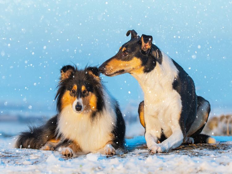 Produktbild: CALVENDO Puzzle Ein sch&ouml;nes Paar - Langhaar und Kurzhaar | 1000 Teile Lege-Gr&ouml;&szlig;e 64x48cm Foto-Puzzle f&uuml;r gl&uuml;ckliche Stunden