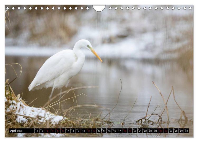 Produktbild: Eleganz in Wei&szlig; - Der Silberreiher (Wandkalender 2026 DIN A4 quer), CALVENDO Monatskalender