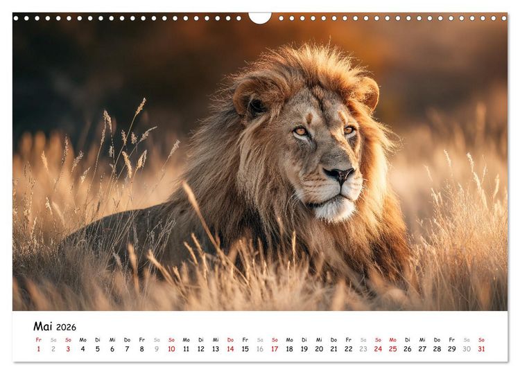 Produktbild: L&ouml;wen - Majest&auml;t der Wildnis (Wandkalender 2026 DIN A3 quer), CALVENDO Monatskalender