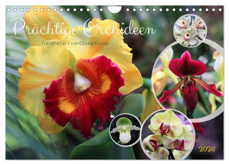 Produktbild: Pr&auml;chtige Orchideen (Wandkalender 2026 DIN A4 quer), CALVENDO Monatskalender