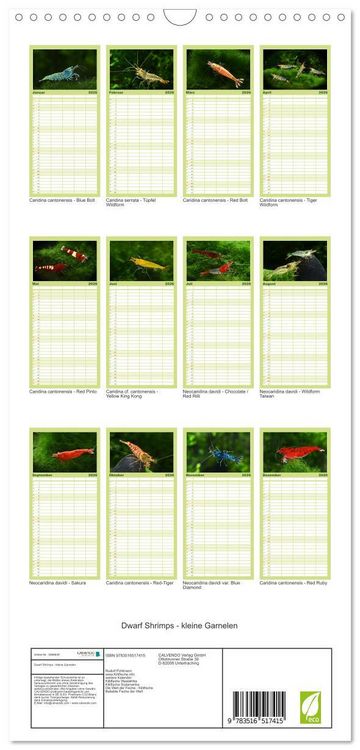 Produktbild: Familienplaner 2026 - Dwarf Shrimps - kleine Garnelen mit 5 Spalten (Wandkalender, 21 x 45 cm) CALVENDO