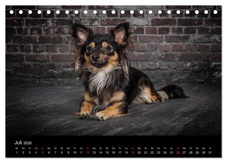 Produktbild: Urban Dogs - Hundekalender der anderen Art (Tischkalender 2026 DIN A5 quer), CALVENDO Monatskalender
