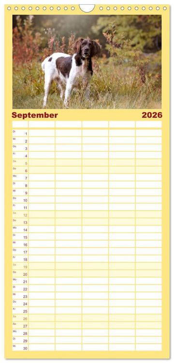 Produktbild: Familienplaner 2026 - Passion Jagdhund - Kleiner M&uuml;nsterl&auml;nder mit 5 Spalten (Wandkalender, 21 x 45 cm) CALVENDO