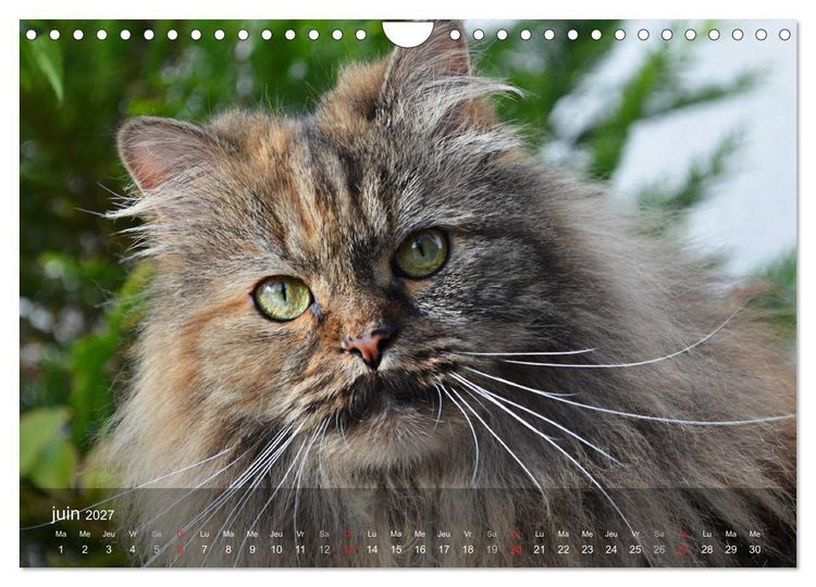 Produktbild: Mine de chat (Calendrier mural 2027 DIN A4 vertical), CALVENDO calendrier mensuel