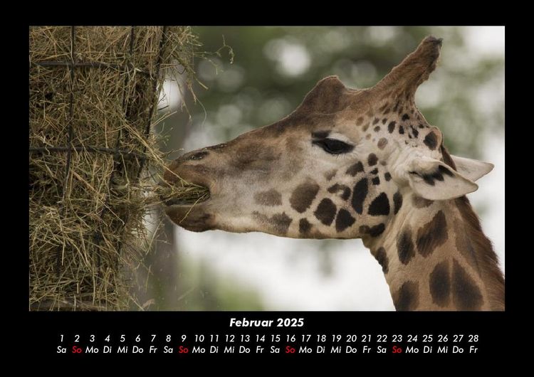 Produktbild: Tiere im Zoo 2025 Fotokalender DIN A3