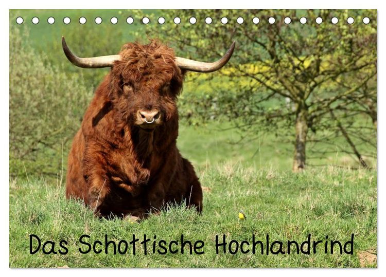 Produktbild: Das Schottische Hochlandrind (Tischkalender 2026 DIN A5 quer), CALVENDO Monatskalender