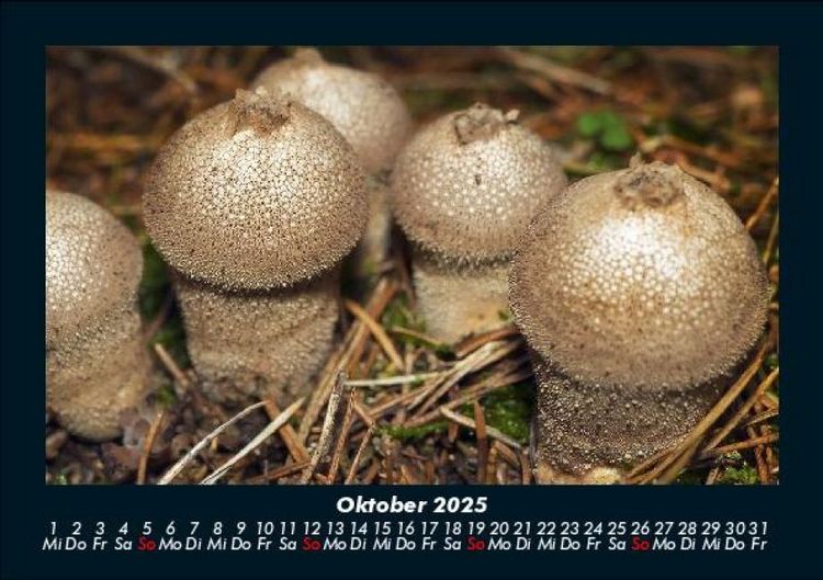 Produktbild: Pilzkalender 2025 Fotokalender DIN A5